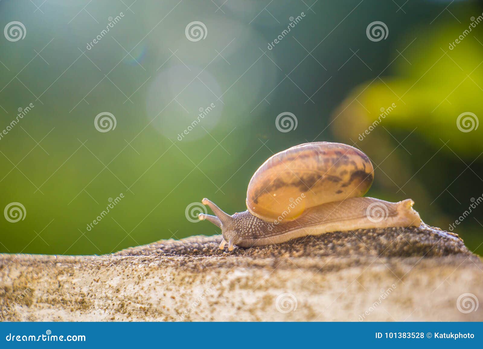 Snail on the Concrete Wall in Macro Closeup Morning Sun Blurred Stock
