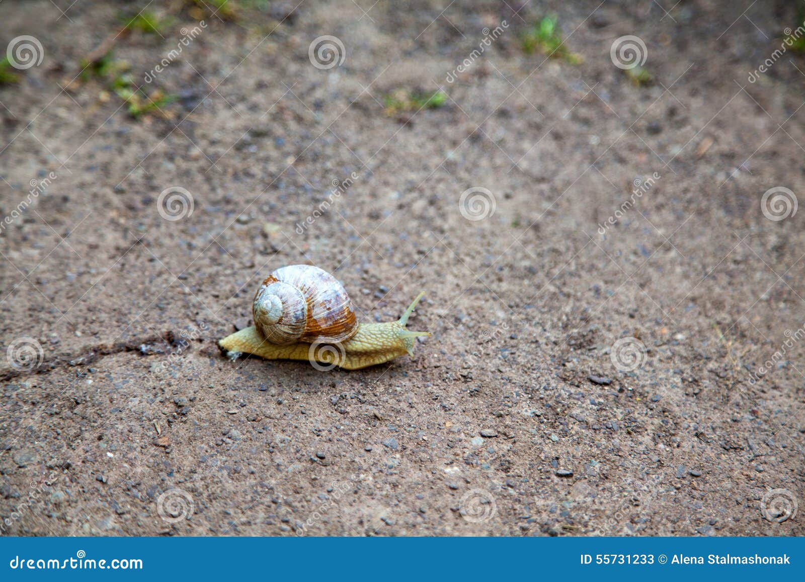 Snail with Cracked Shell on the Ground Stock Image Image of antenna