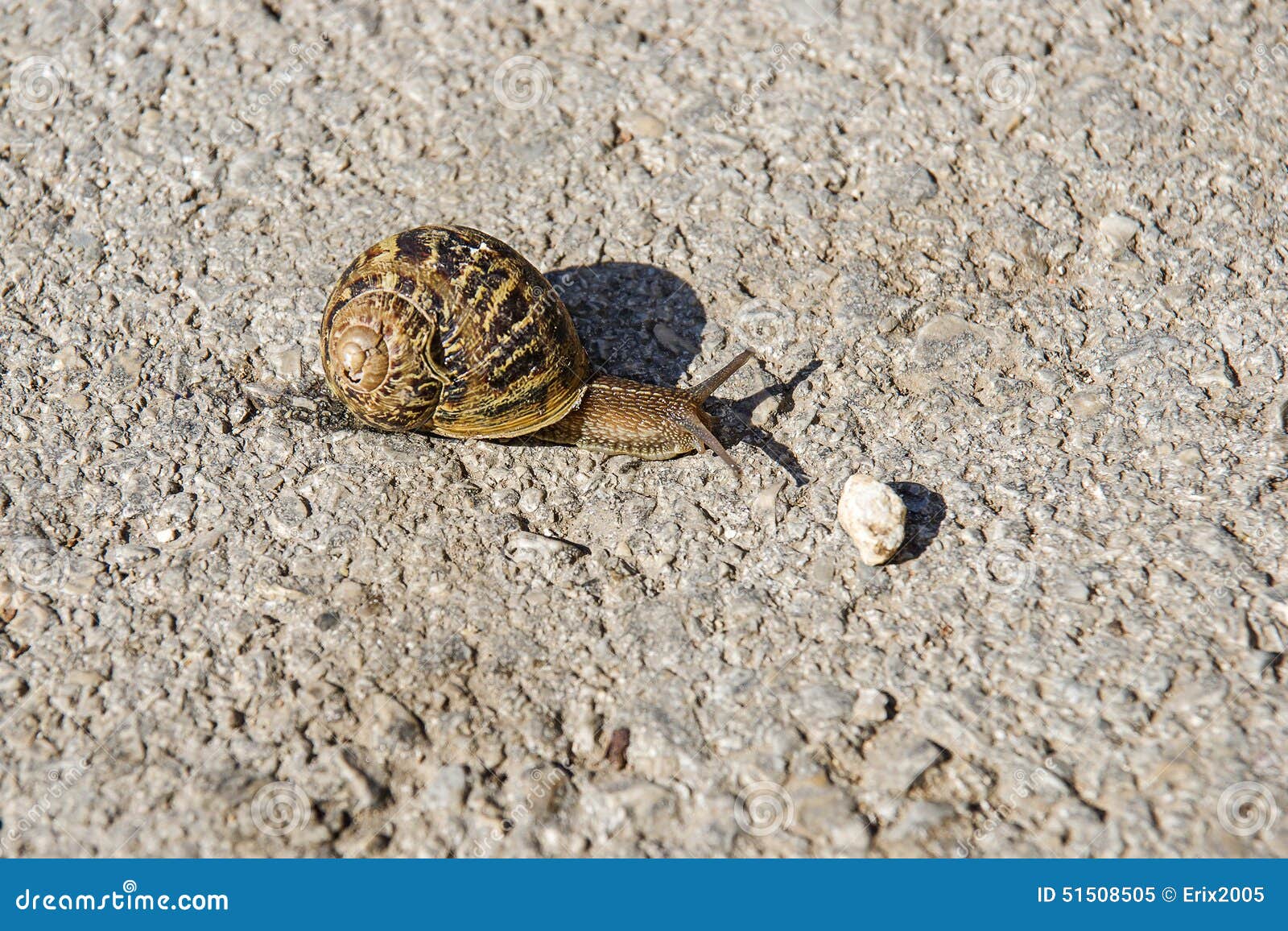 Snail with cracked shell stock image. Image of street 51508505
