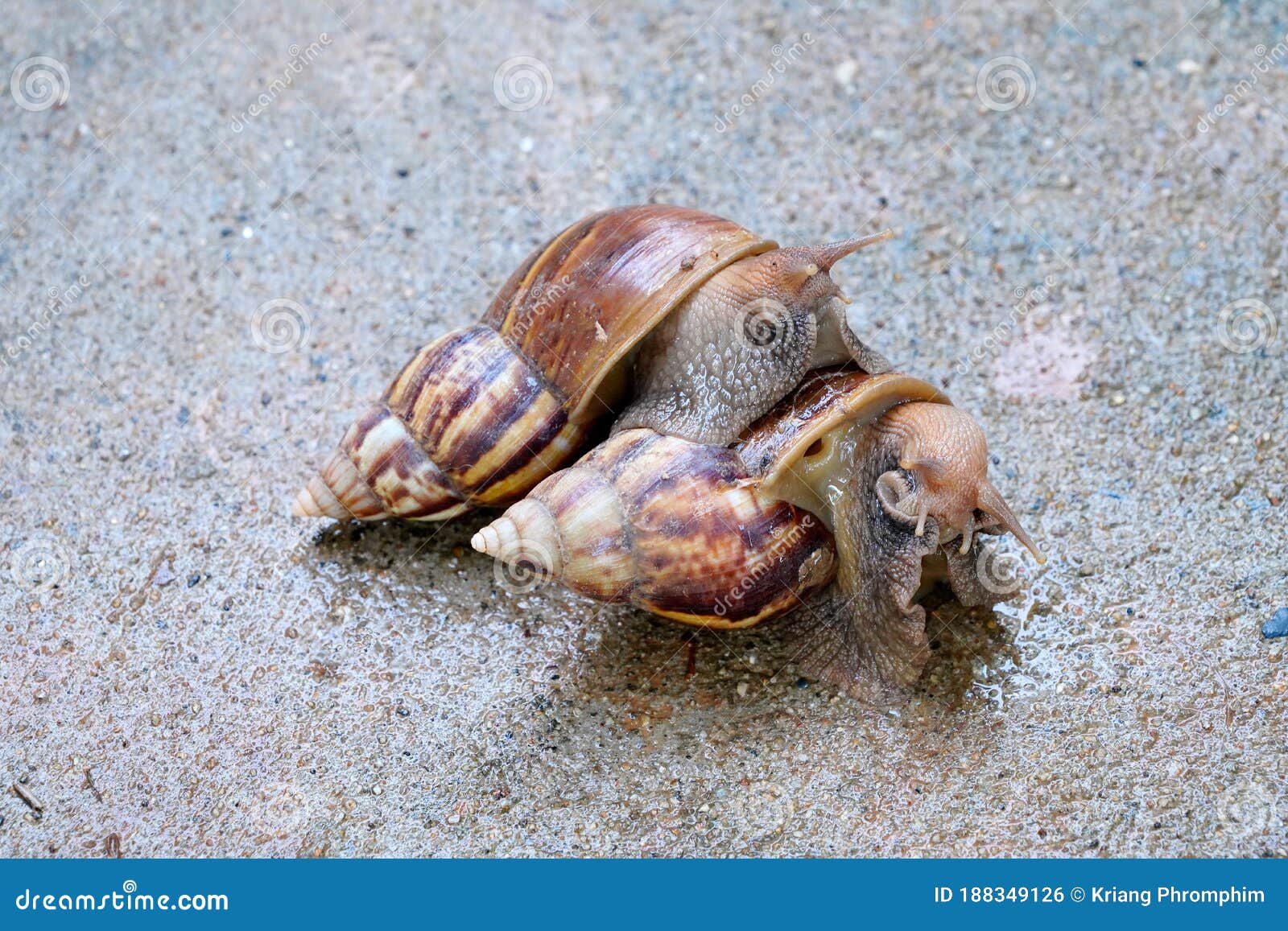 Snail Crawling on Concrete Floor Stock Photo Image of gastronomy