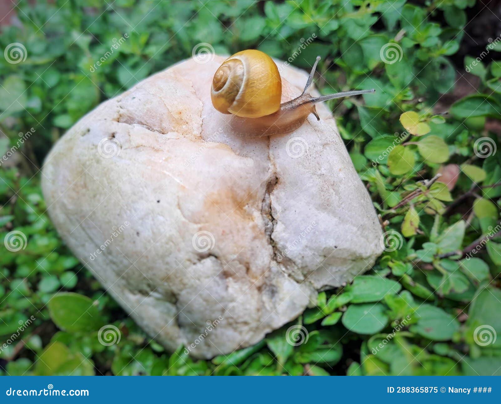 A Snail Crawling on a Stone Around Herbs Stock Image Image of snail