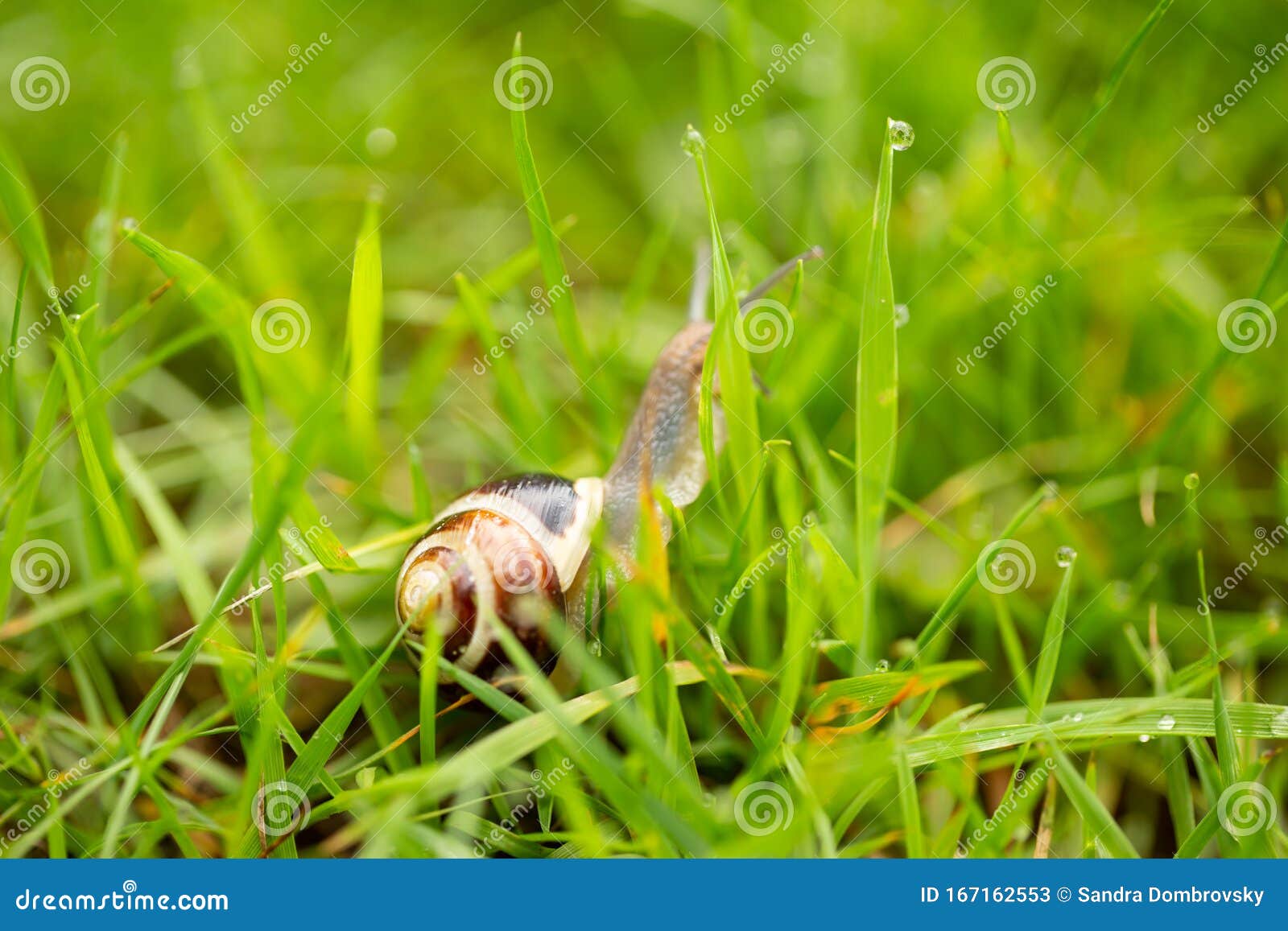 A Snail Crawls through the Wet Grass Stock Image Image of gras, green