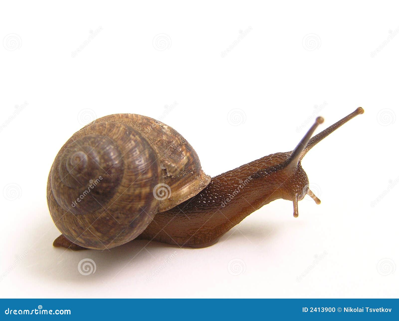 Snail creeps stock photo. Image of background, worm, slime 2413900