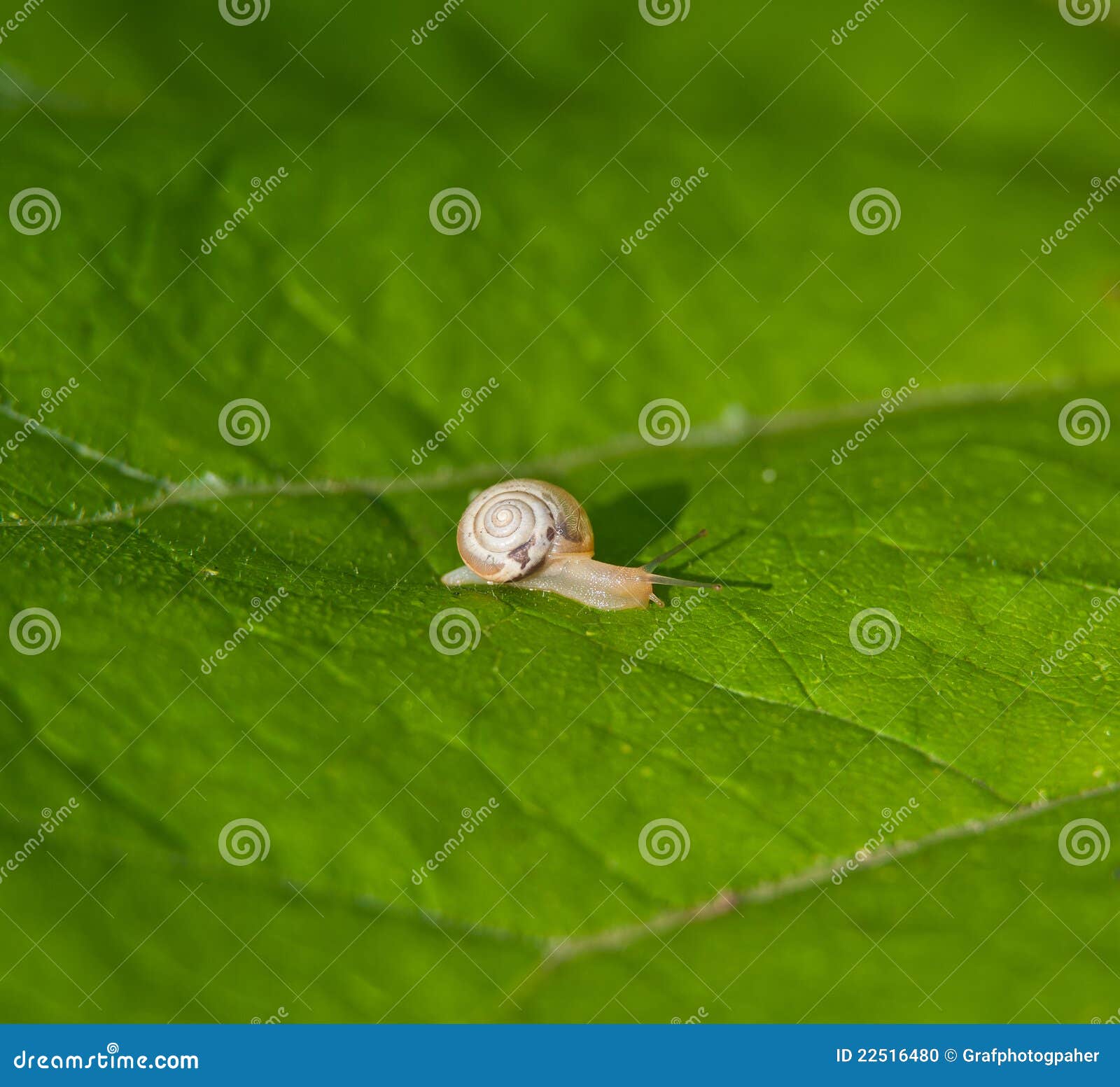 The Snail Creeps on Foliage Stock Photo Image of garden, antenna 22516480