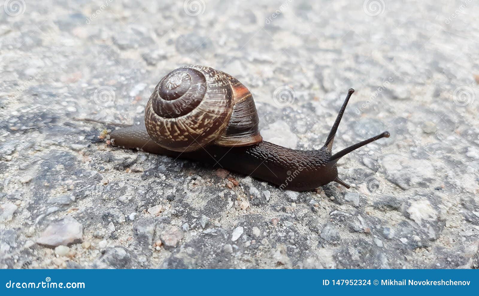 The Snail Creeps on the Rock. Selective Focus Stock Photo Image of natural, focus 147952324