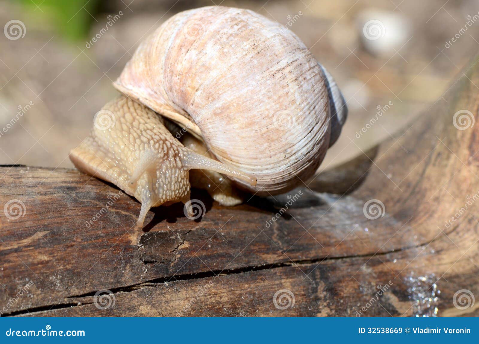 The snail creeps on a tree stock image. Image of biology 32538669