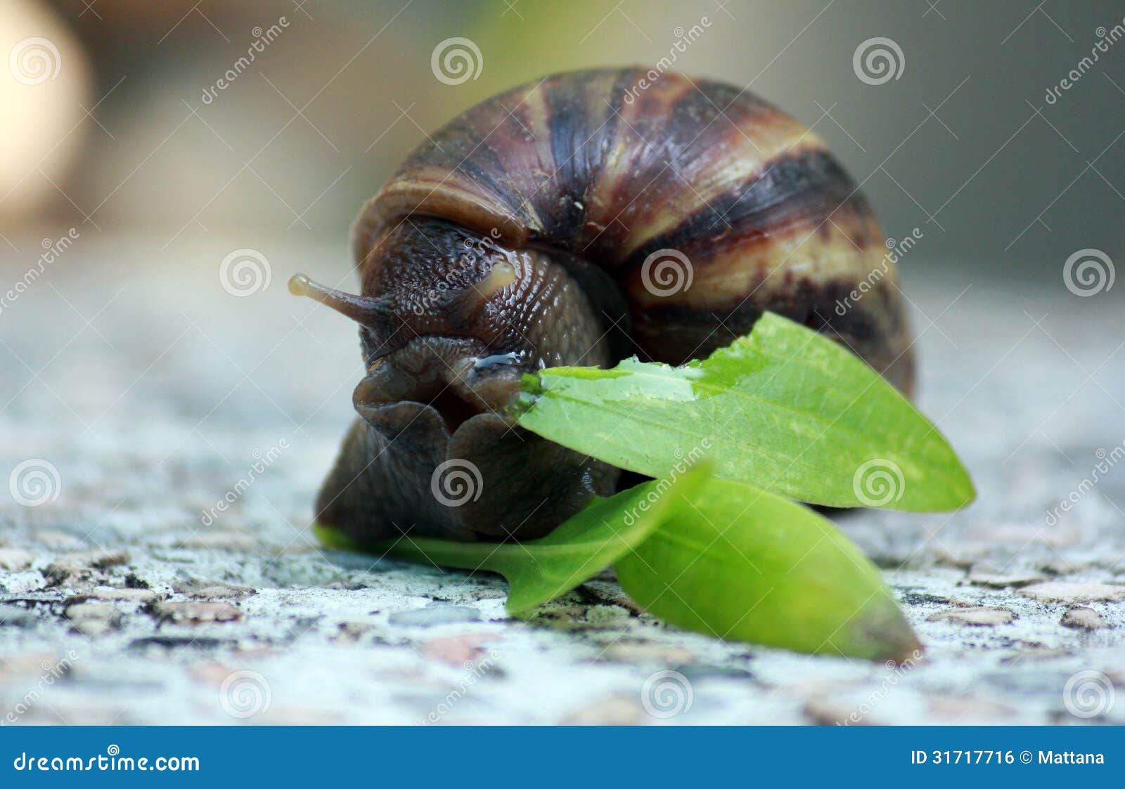 Snail stock photo. Image of brown, plants, snails, nature 31717716