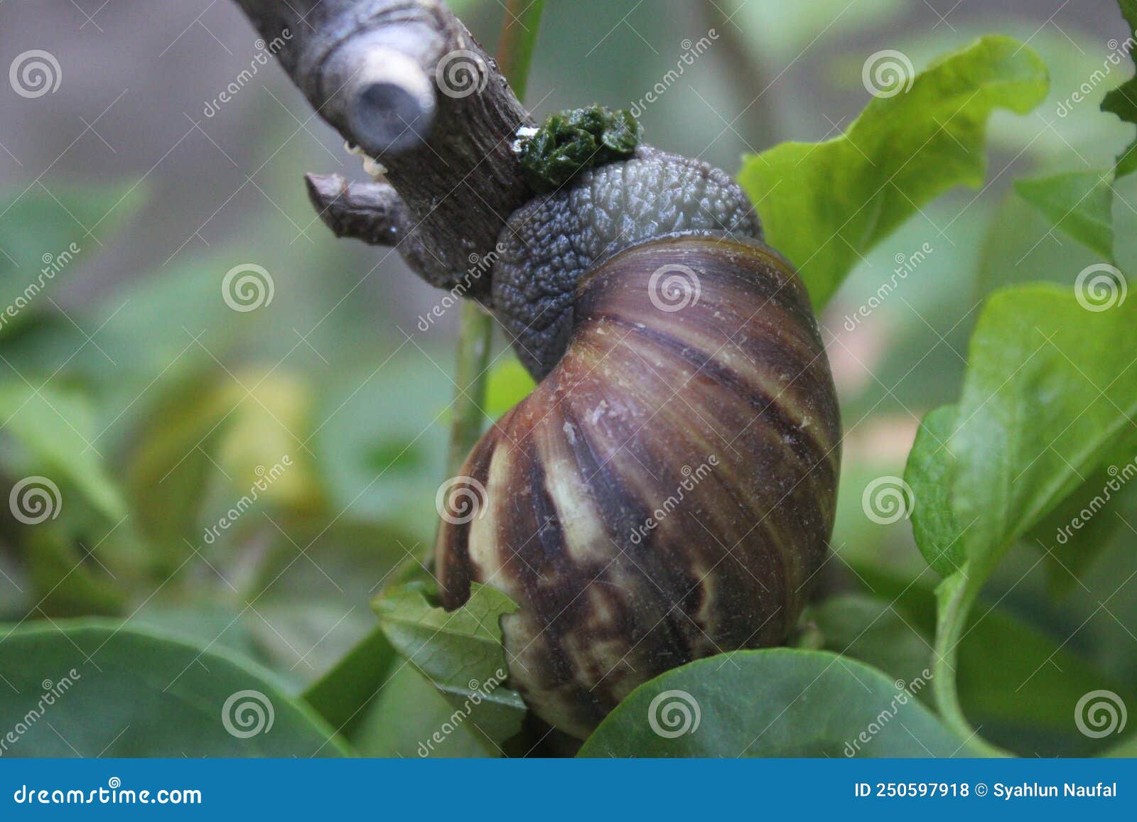 A Snail is Eating Leave on the Tree Stock Photo Image of closeup