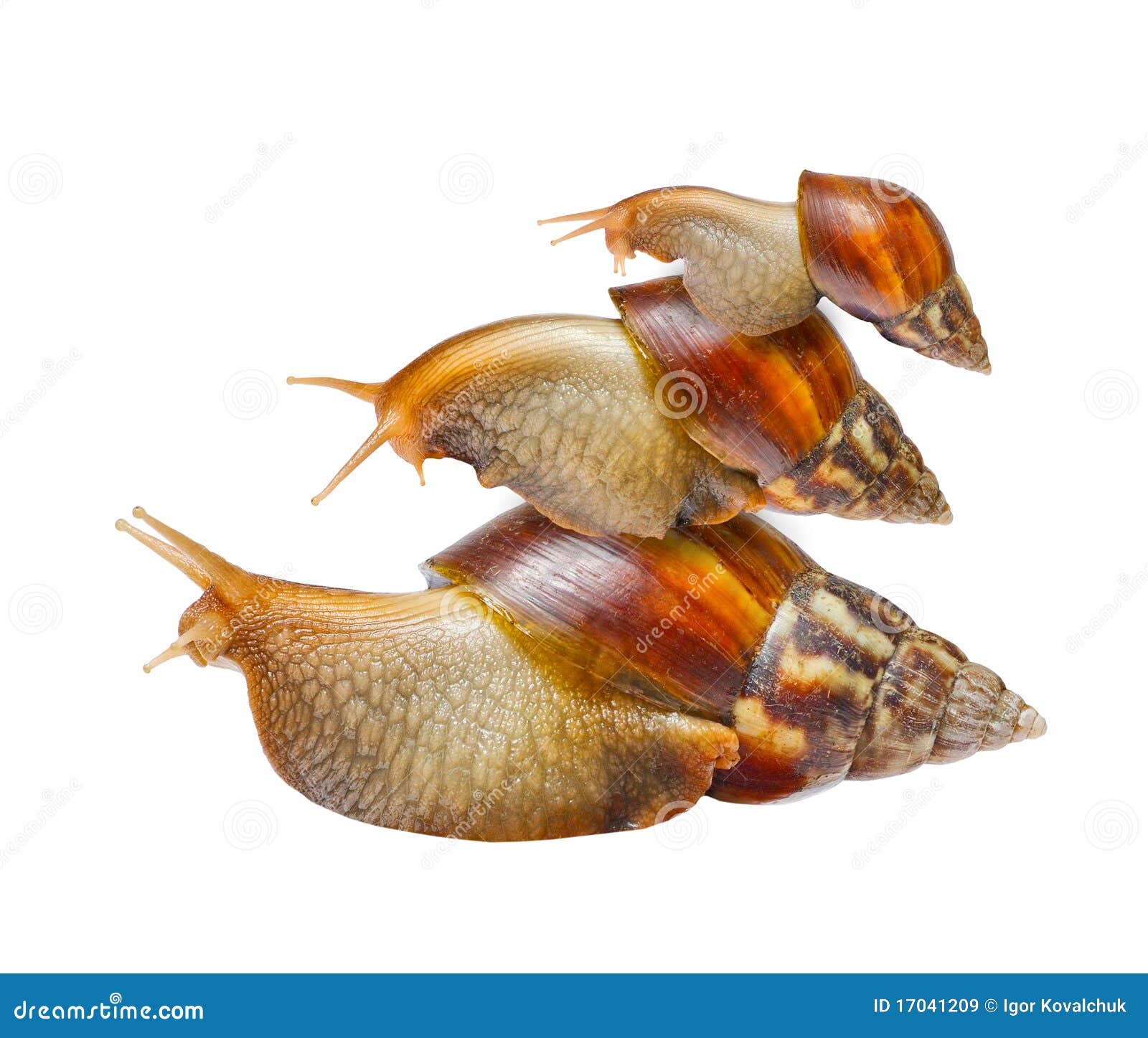 Snail family stock image. Image of macro, mucus, closeup 17041209