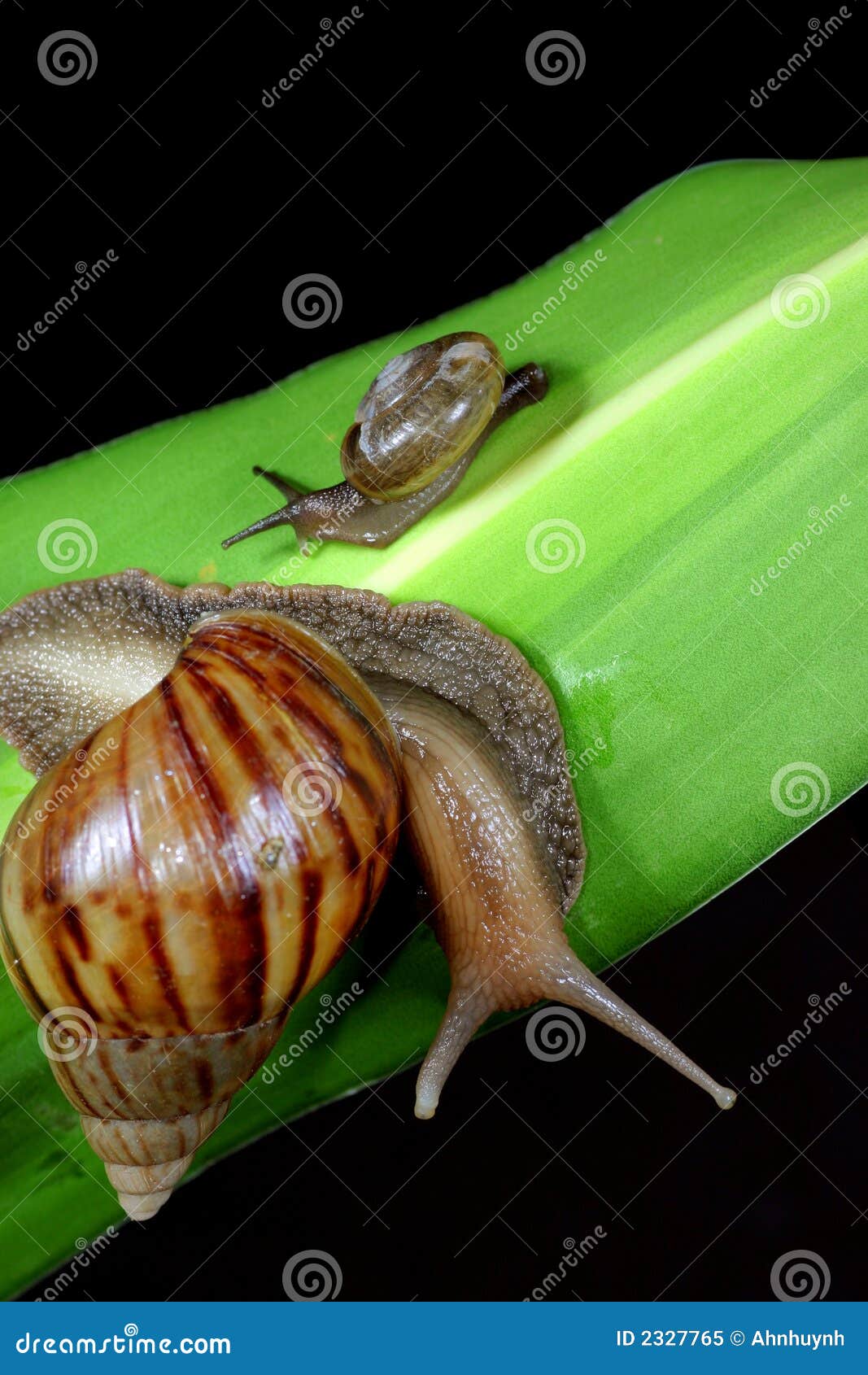 Snail family stock image. Image of pest, wildlife, nature 2327765