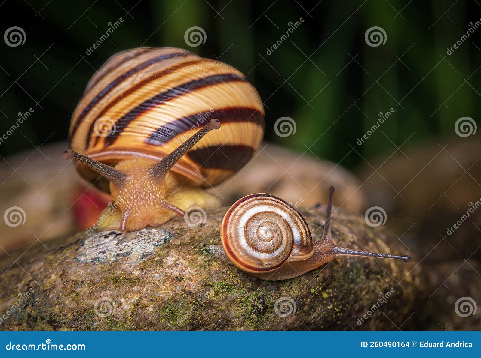 Snail family stock photo. Image of face, family, gastropod 260490164