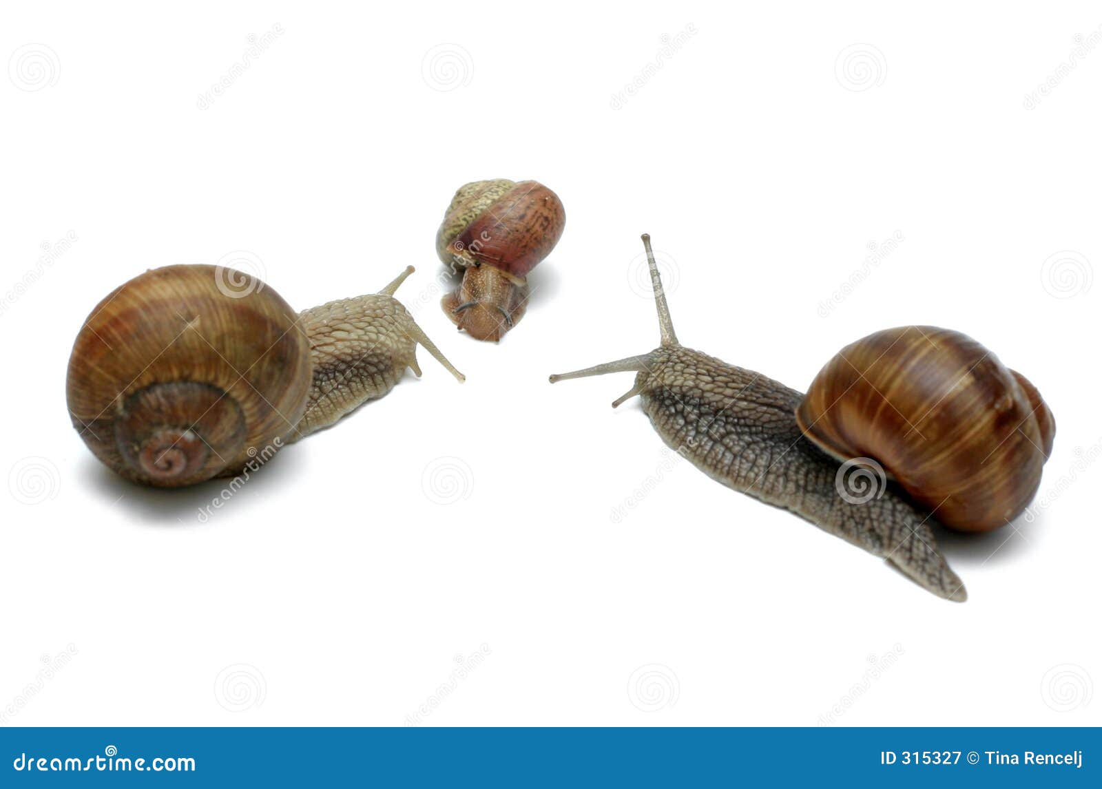 Snail Family stock image. Image of snail, care, slug, isolated 315327