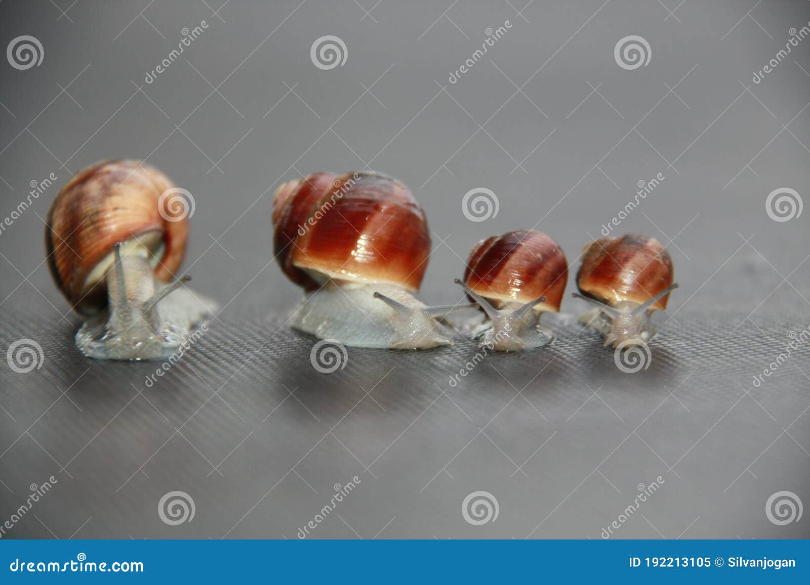snail family on a black background in line