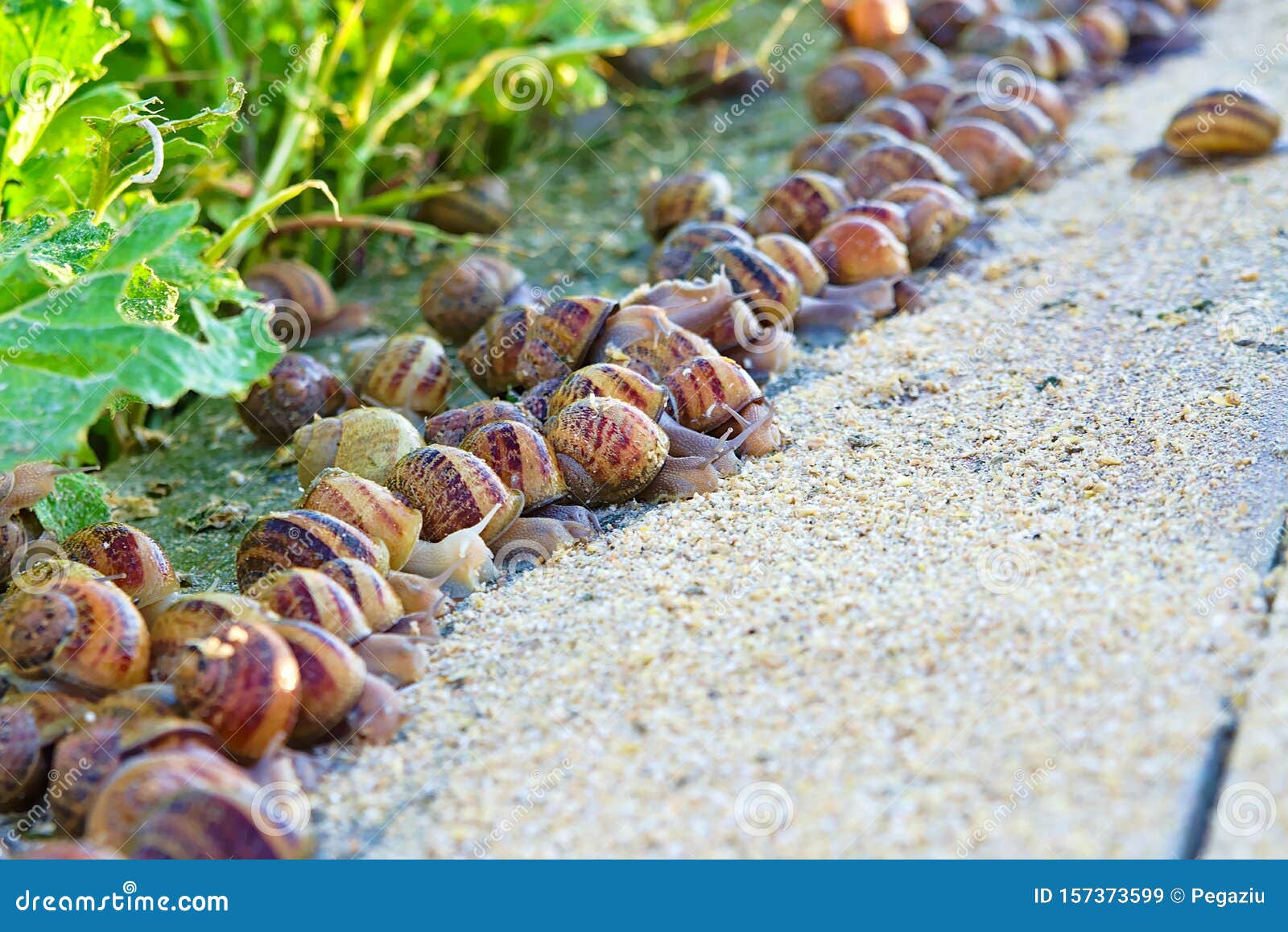snail farming business plan pdf snail farming business plan pdf