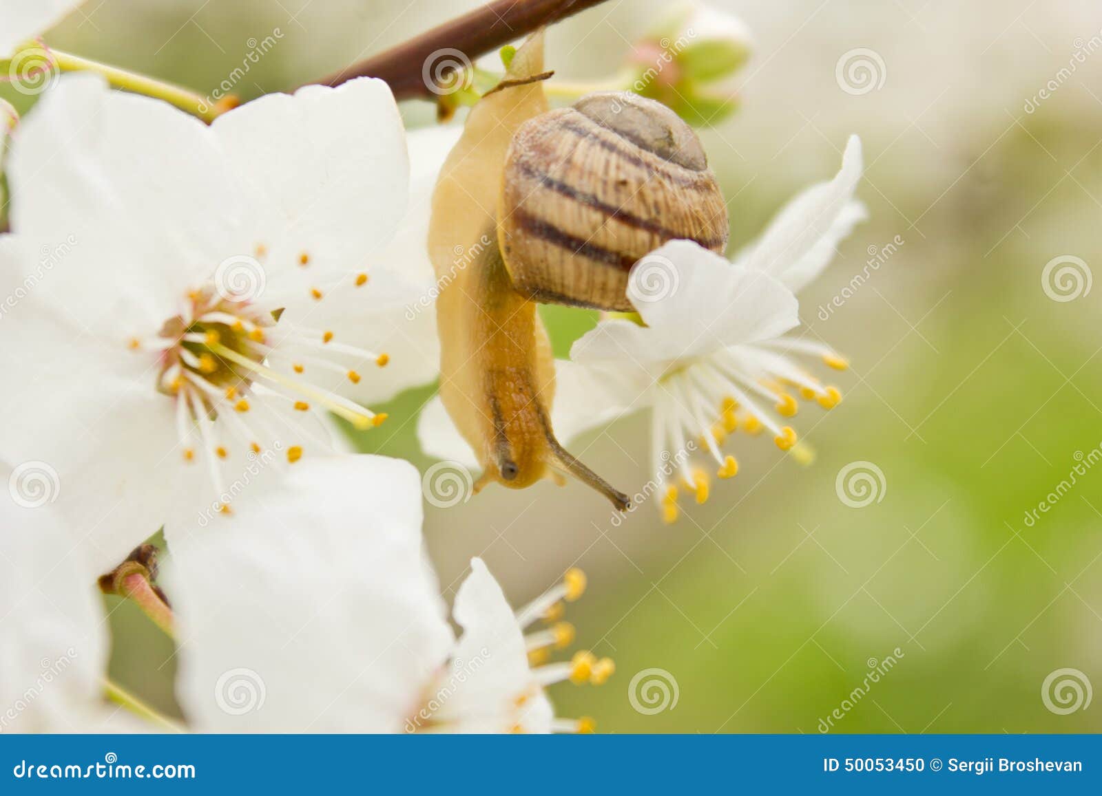 Snail on the Flowering Tree Stock Photo Image of environment, droop