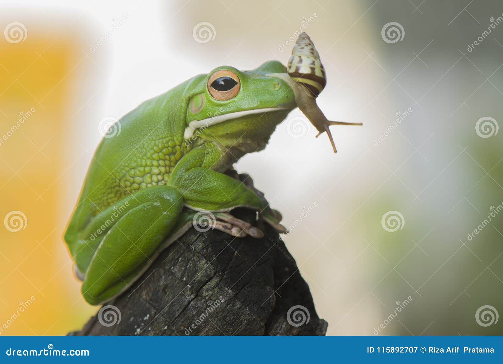Snail and Frog stock image. Image of joke, aamphibian - 115892707