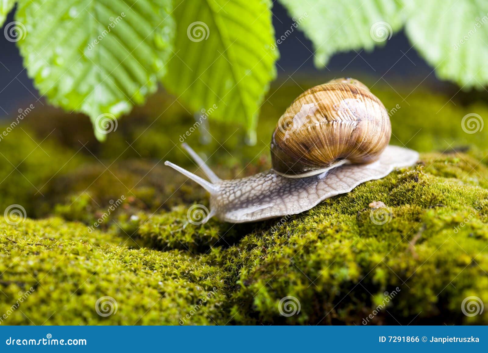 Snail at the garden stock photo. Image of wild, body, snail 7291866