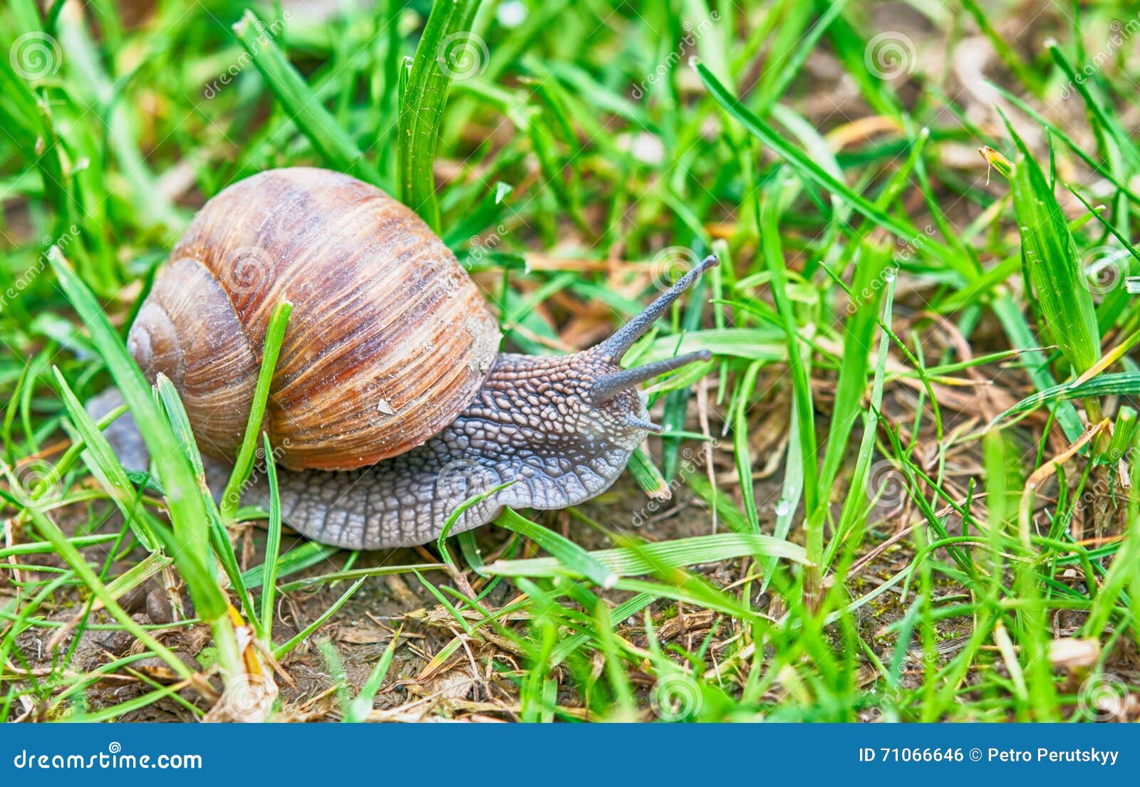 Snail in garden stock photo. Image of details, grass 71066646