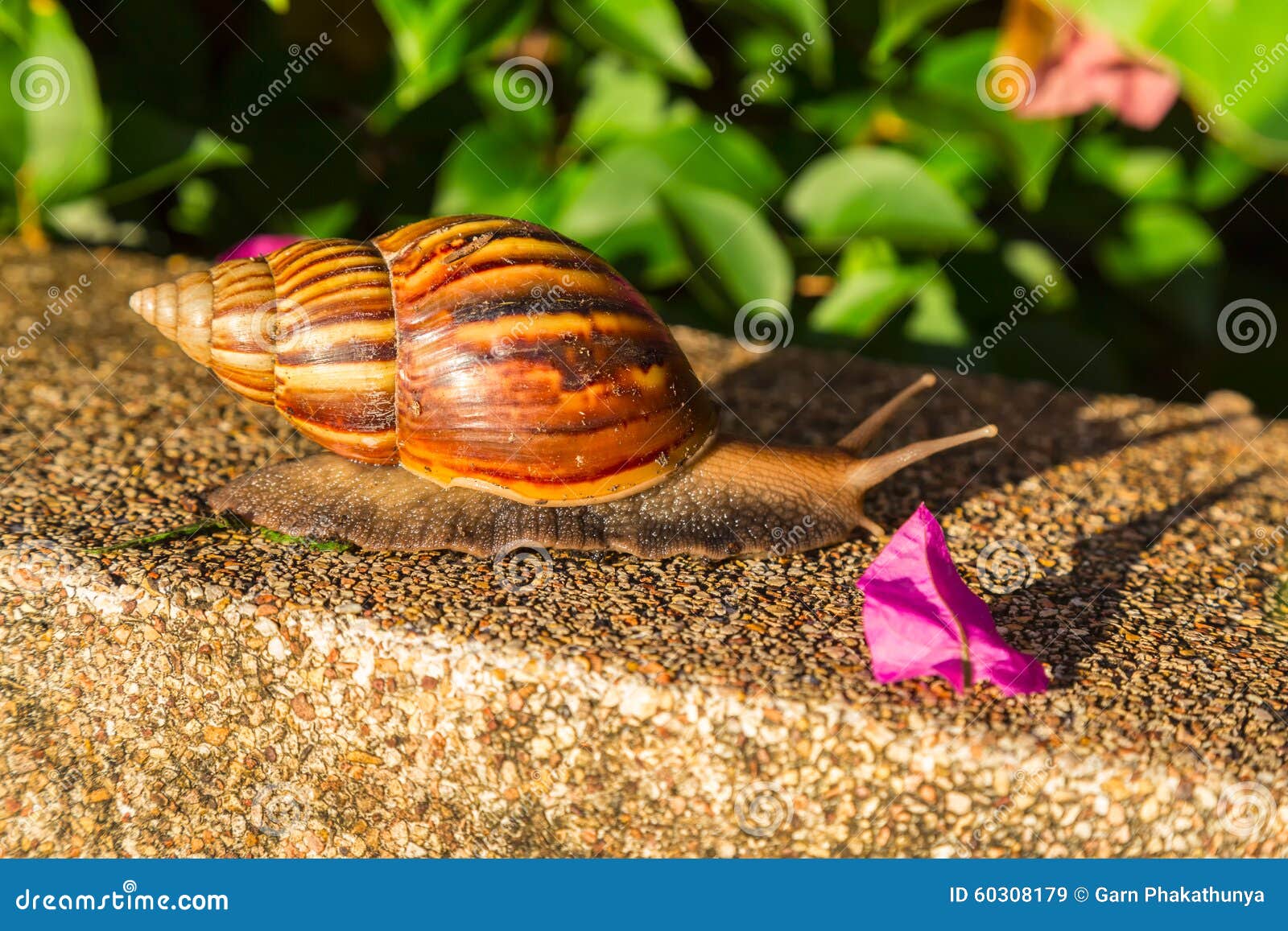 Snail in the garden stock image. Image of diet, organic 60308179