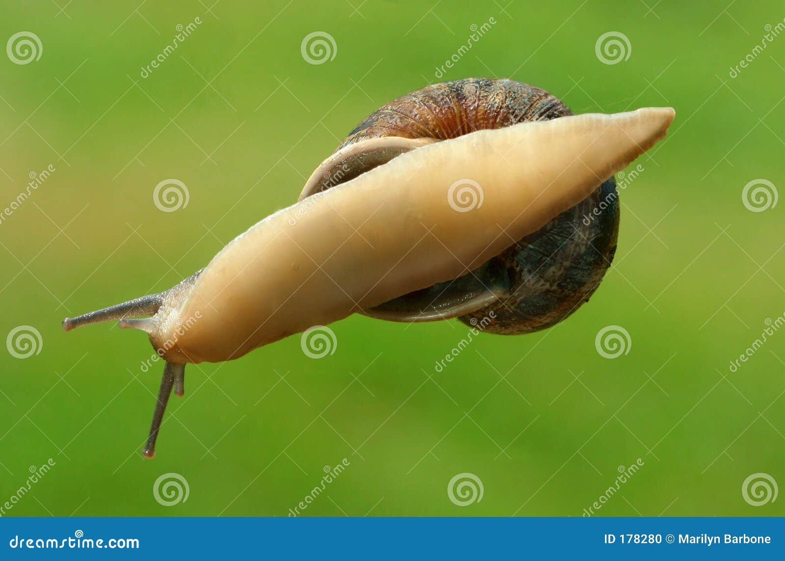 The Snail On The Glass Picture. Image 178280