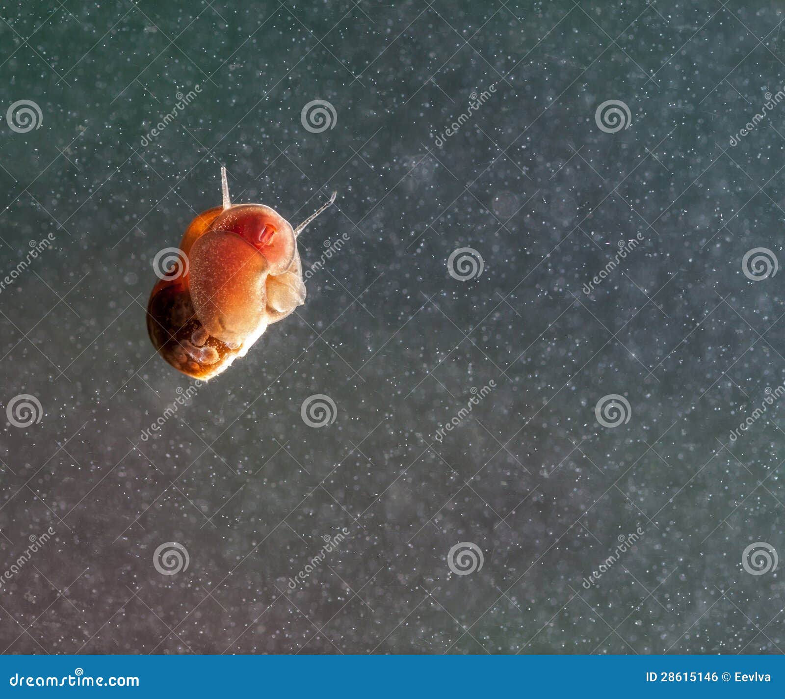 A Snail on a Glass Surface. Stock Photo Image of beautiful, journey