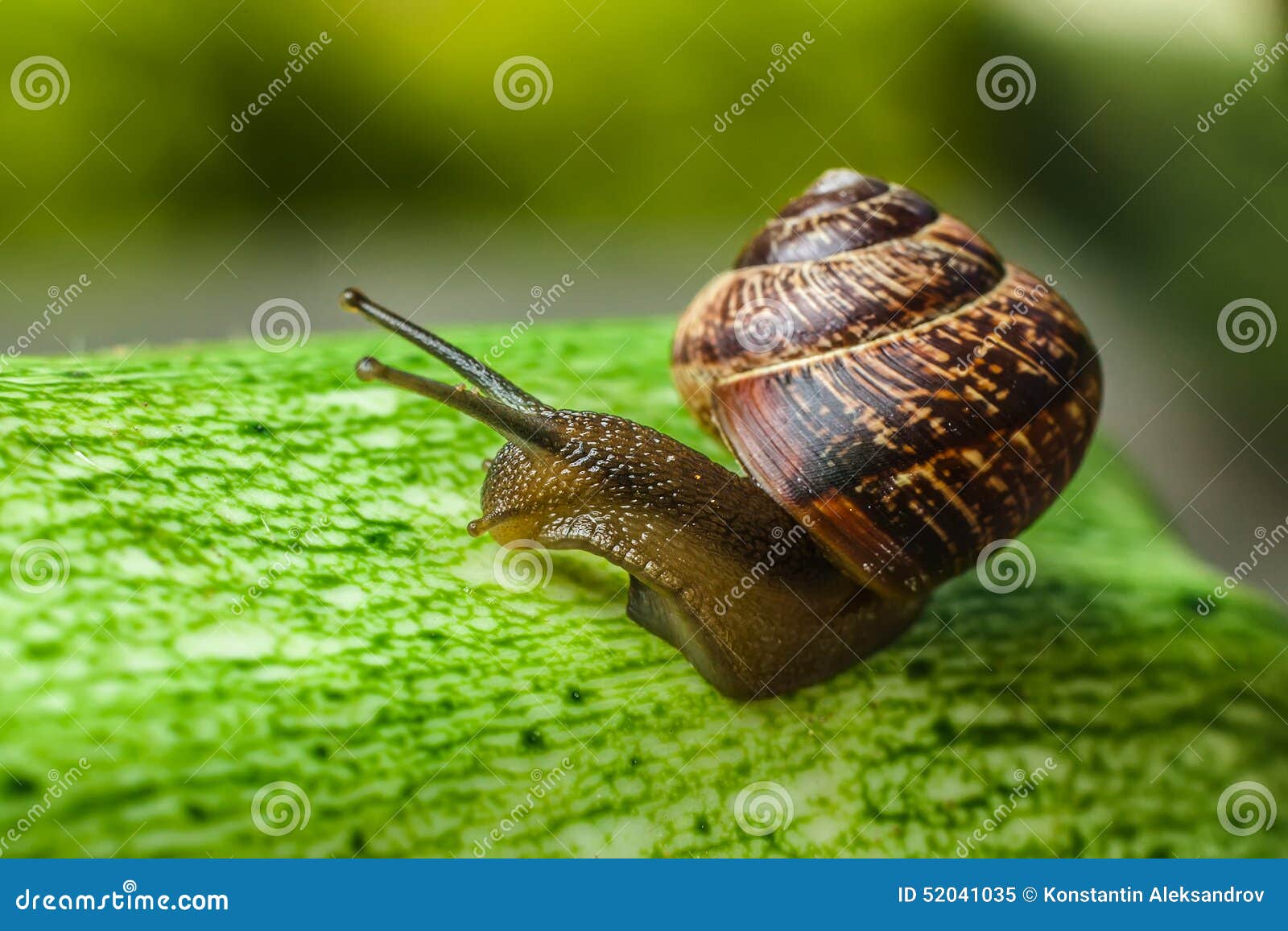 snailsvn free snailsvn free