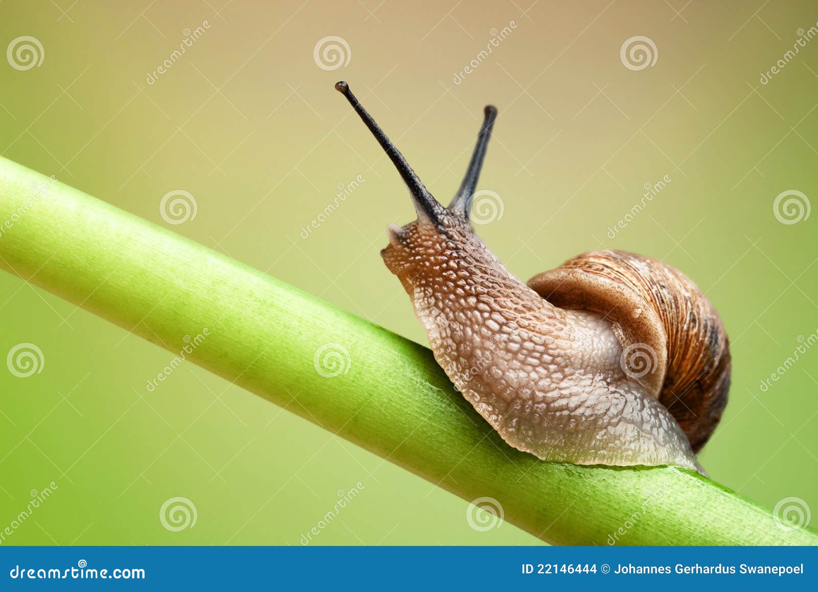 81,355 Green Stems Stock Photos - Free & Royalty-Free Stock Photos from  Dreamstime
