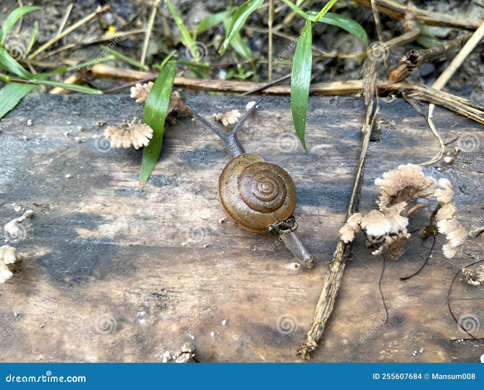 Snail on the ground stock photo. Image of wildlife, food 255607684