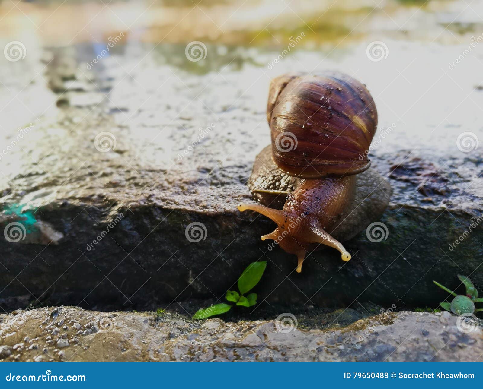 SNAIL on GrOUND stock photo. Image of invertebrate, daylight 79650488