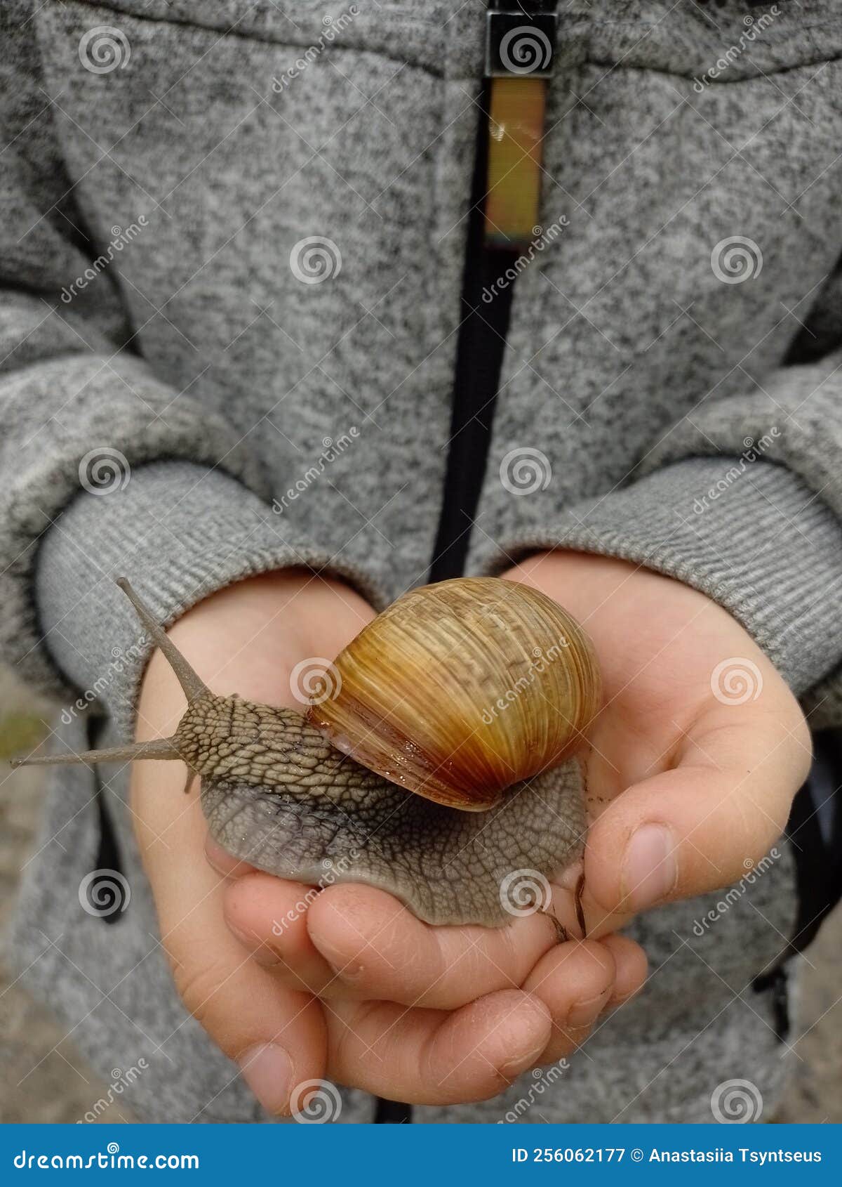 A Snail in the Hands of a Child Stock Image Image of outdoor, cute