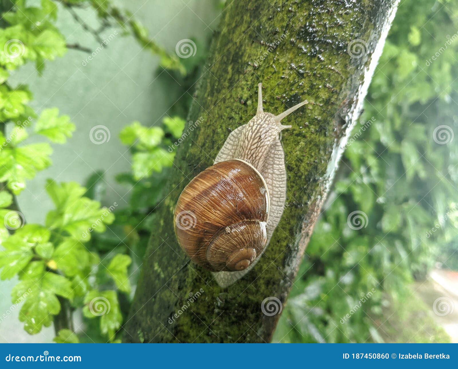 snail with house creeping on tree bole in the garden in the rainy day