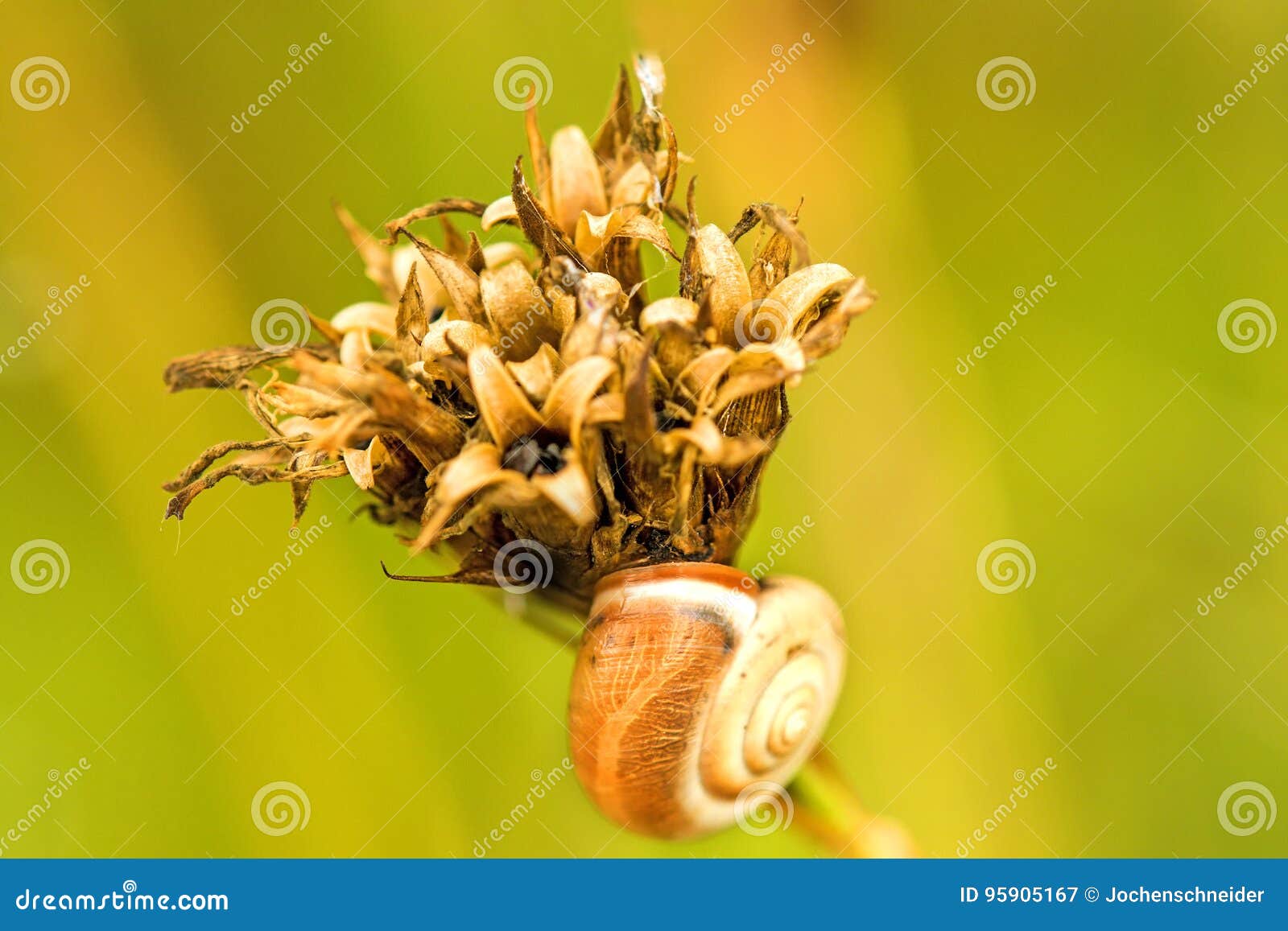 Snail house on pink flower stock image. Image of copy 95905167