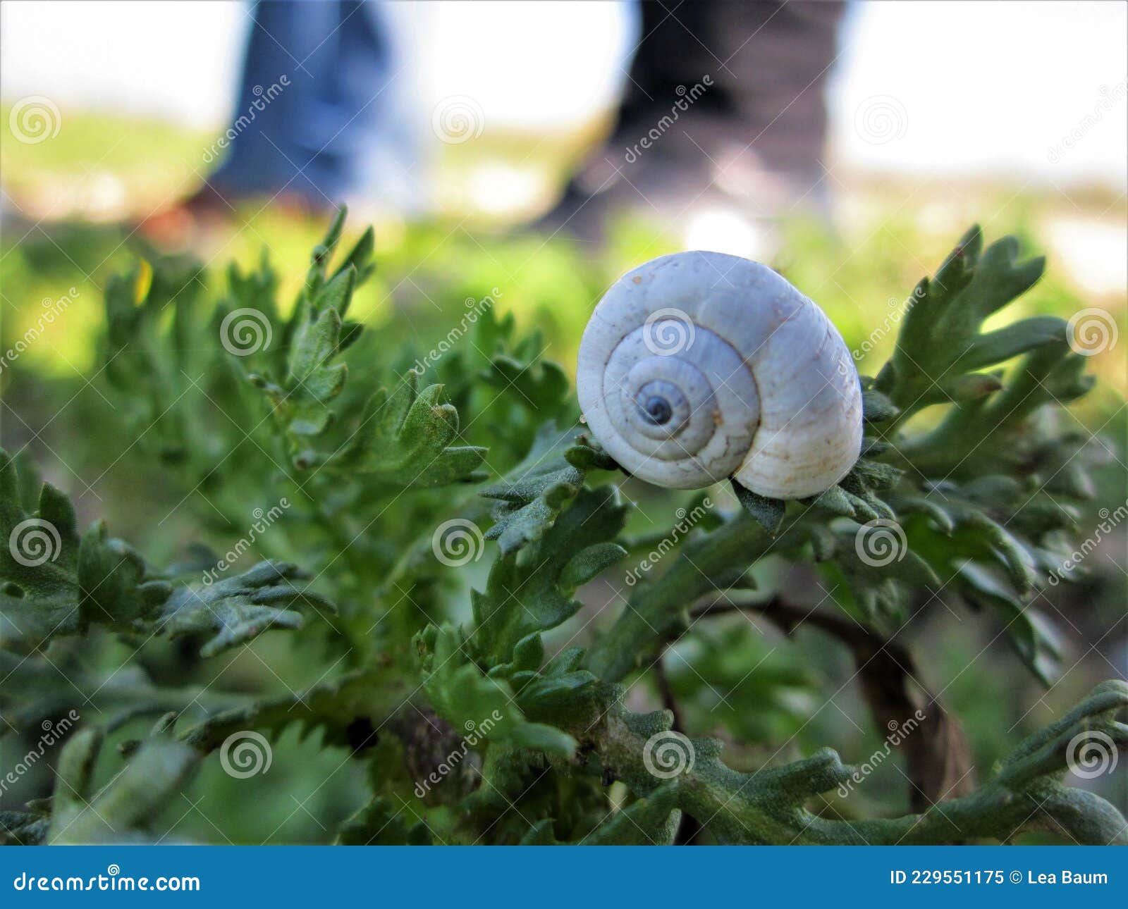 A snail house on the plant stock image. Image of crawls - 229551175