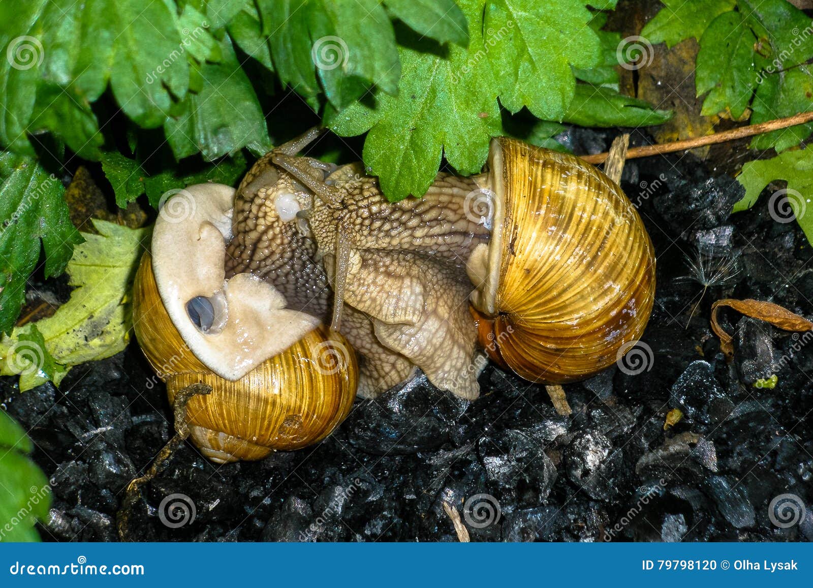 Snail insects stock photo. Image of french, food, look 79798120