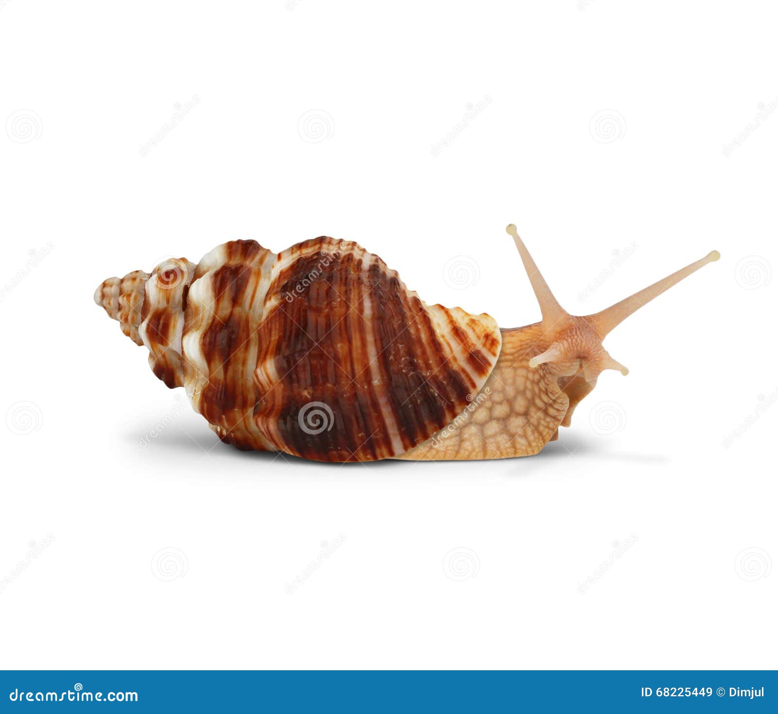 Snail Isolated Snail Shell On White Background Close Up Of Snail Shell Closeup Snail Slug