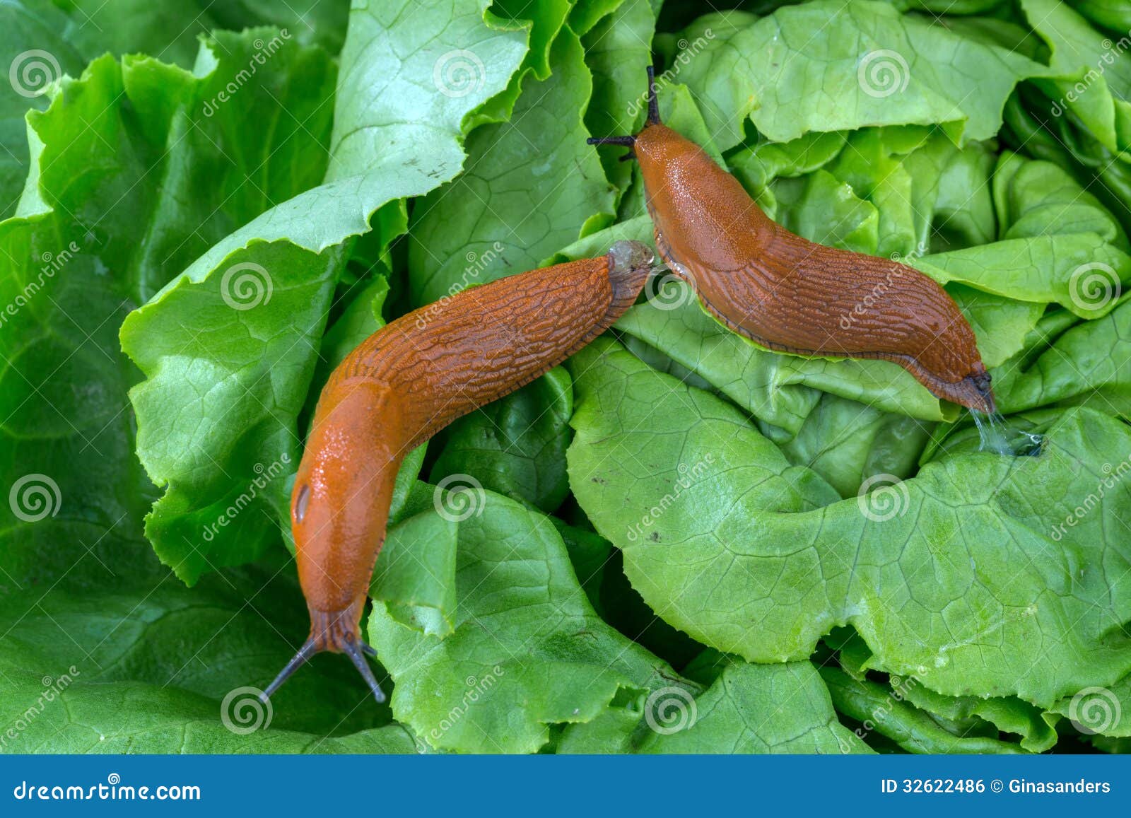 27 314 Slug Photos Free Royalty Free Stock Photos From Dreamstime 27 314 Slug Photos Free Royalty Free Stock Photos From Dreamstime