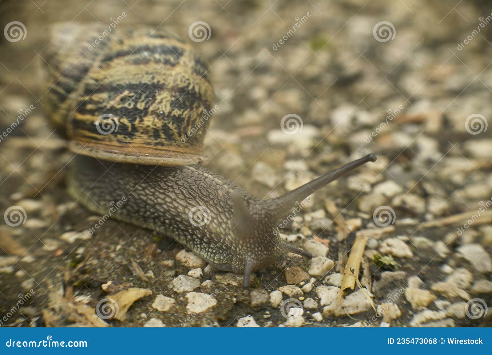The snail looking for food stock photo. Image of snail 235473068