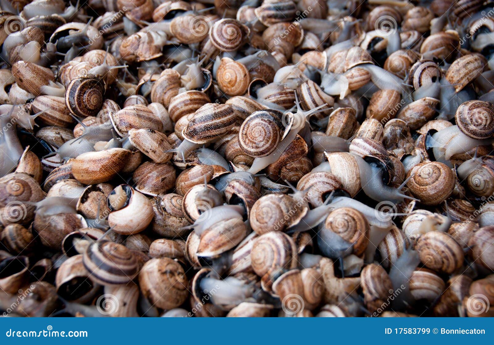 Snail Market stock image. Image of animal, group, mollusk 17583799