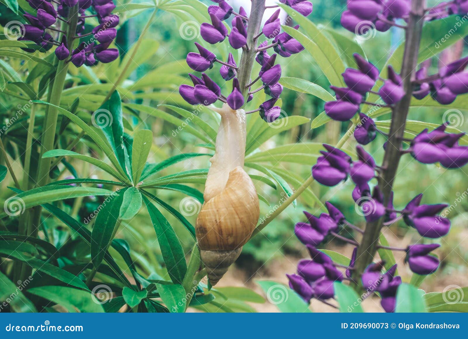Snail on nature stock image. Image of flower, animals - 209690073 Snail on nature stock image. Image of flower, animals - 209690073