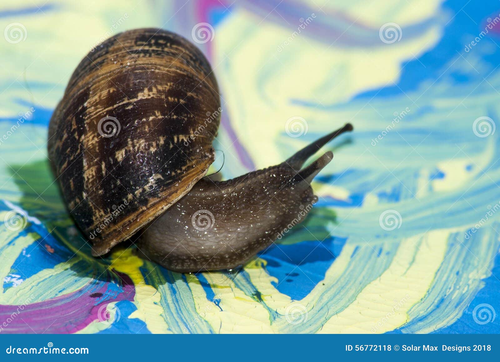 Snail on paint stock photo. Image of shell, green, slug 56772118