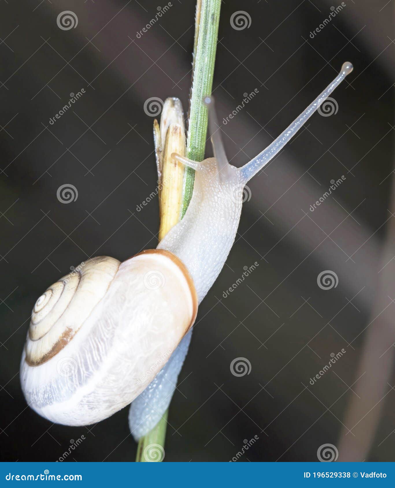 Snail, Photo in Natural Habitat Stock Photo Image of food, brown