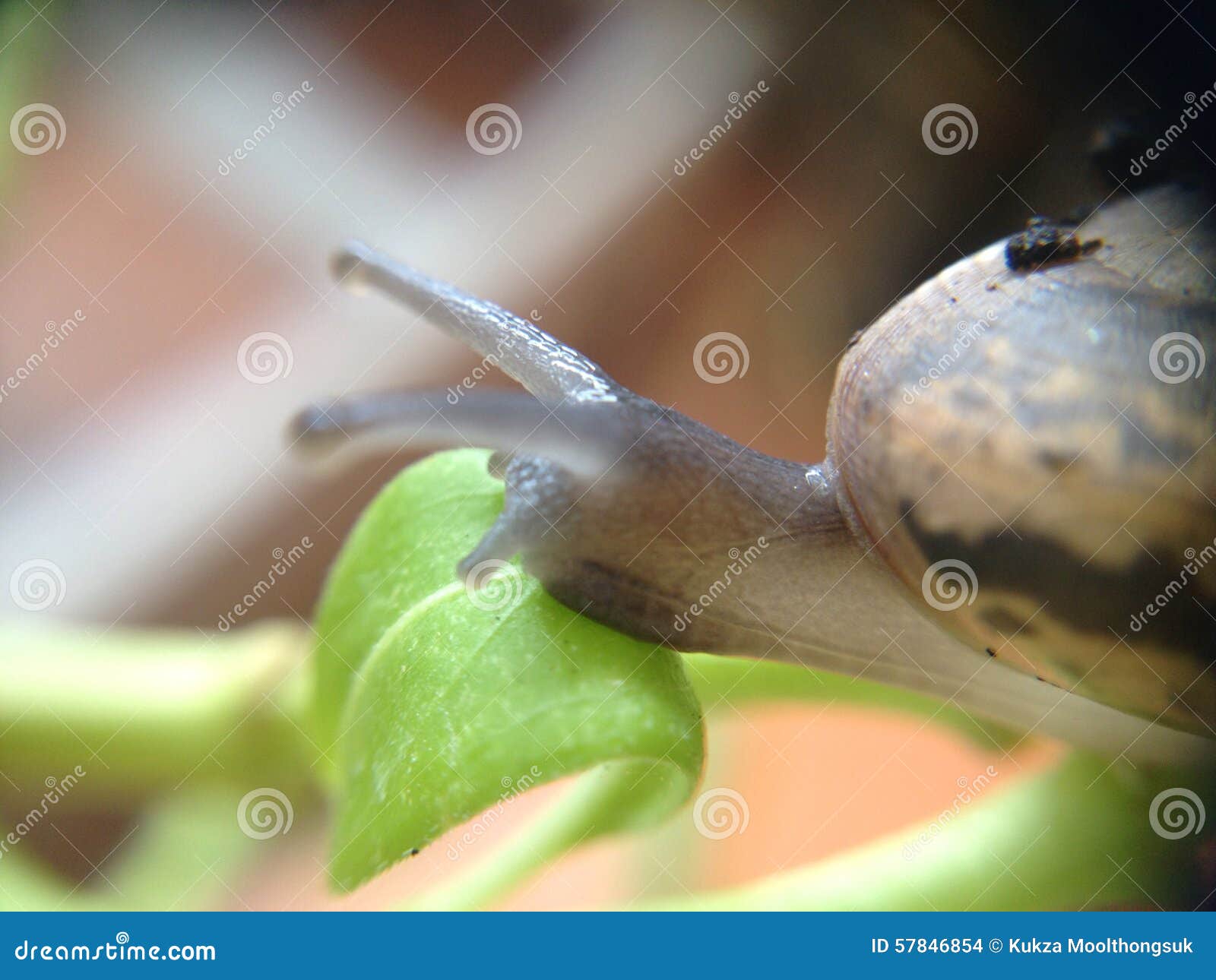 Snail on plant stock photo. Image of invertebrate, lymnaeidae 57846854