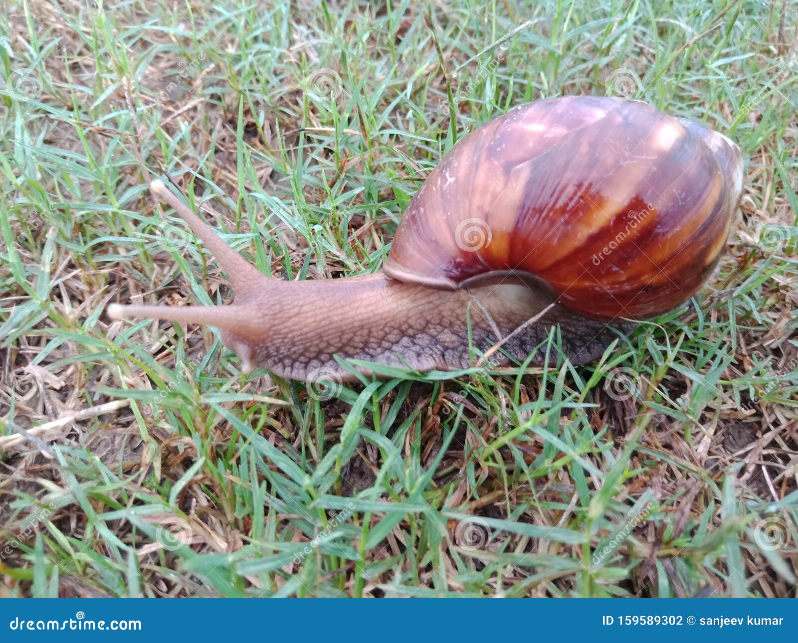 Snail stock photo. Image of nature, beautiful, snail 159589302