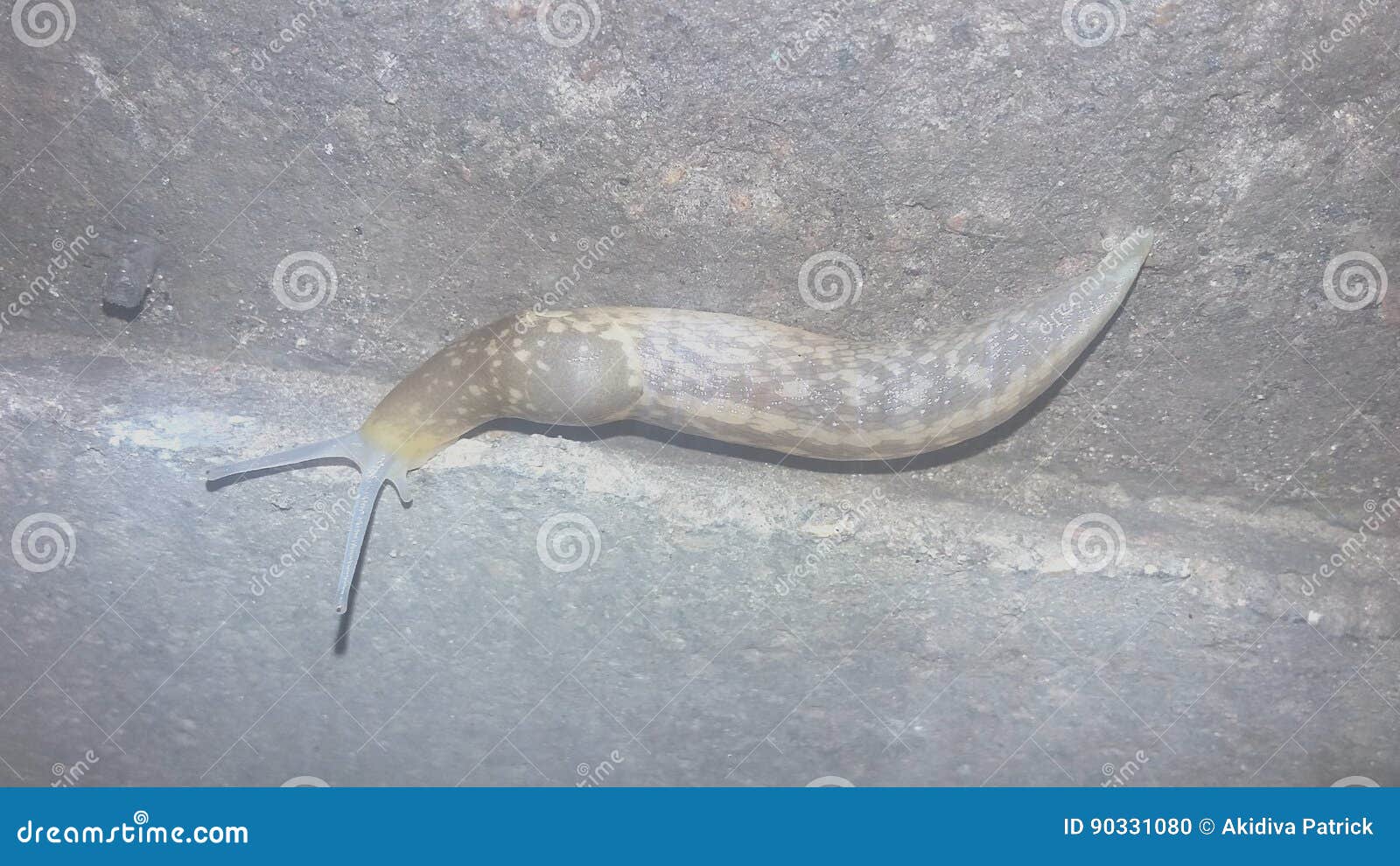 Snail stock photo. Image of snail, season, rainy, wall 90331080