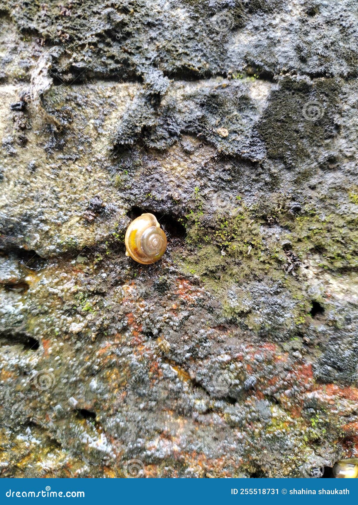 Snail stock image. Image of water, geology, food, produce 255518731