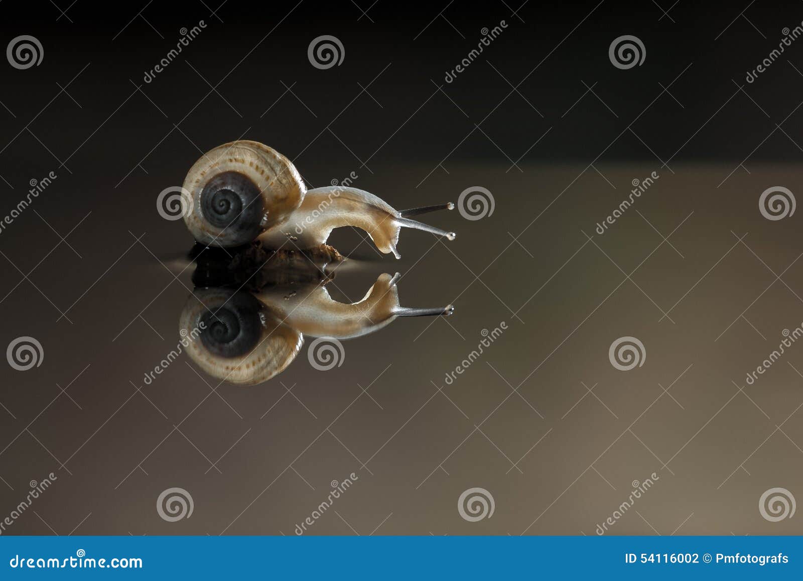 snail's mirror