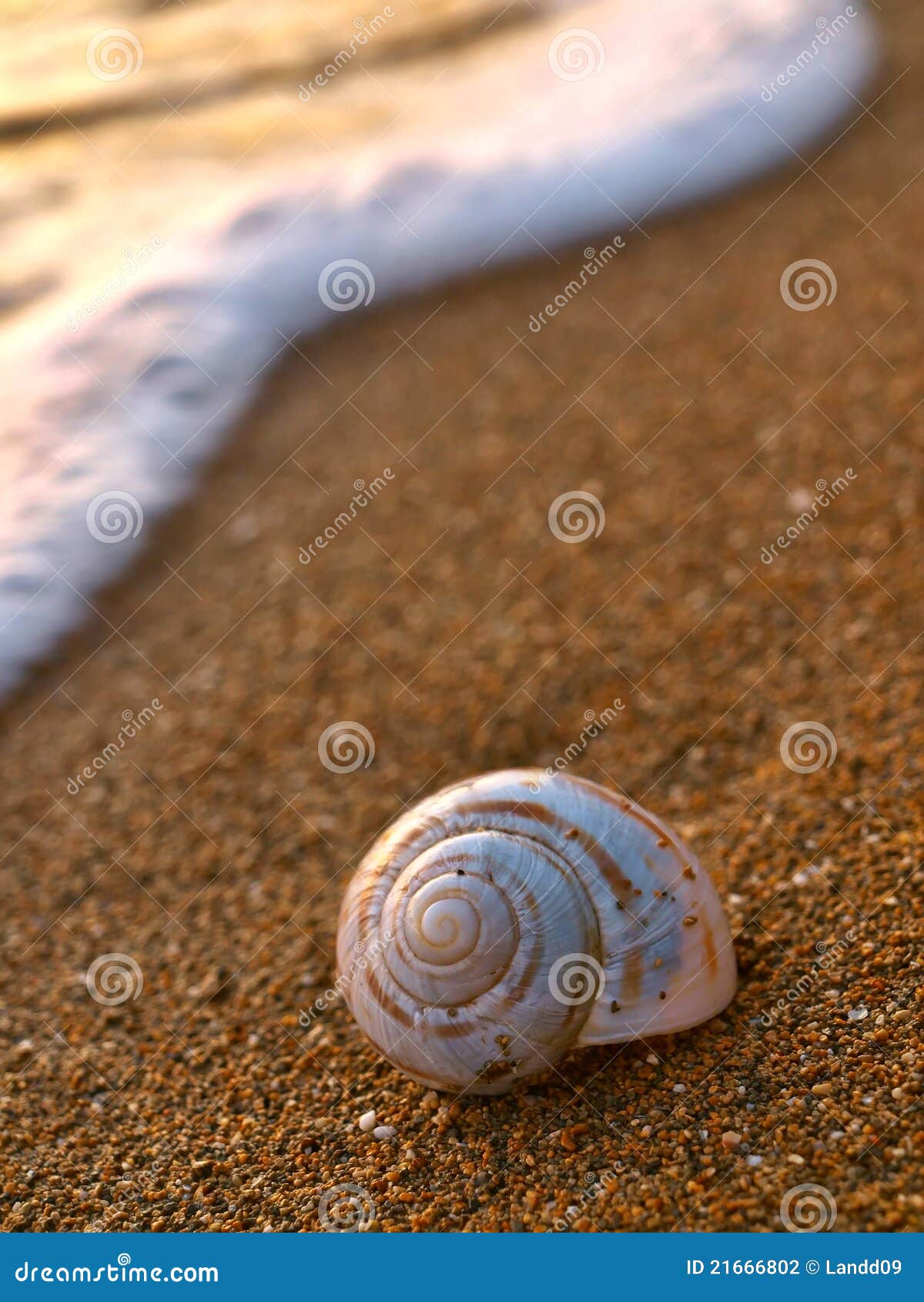 Snail on sandy beach stock photo. Image of life, focus 21666802