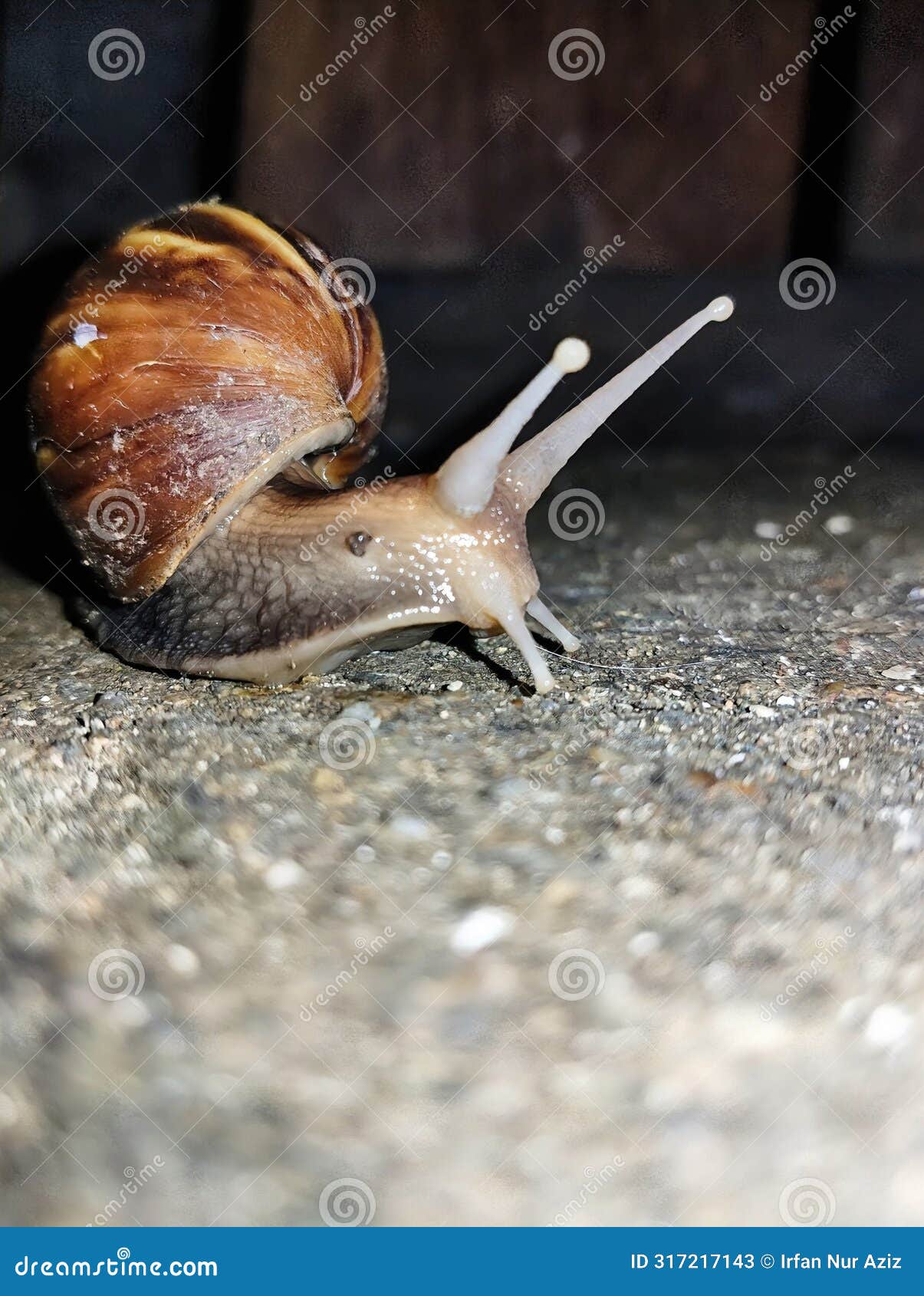 a snail searching for food at night