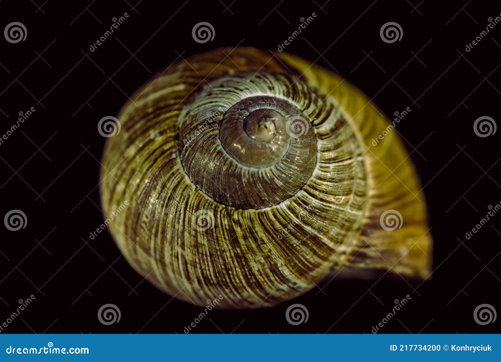 Snail Shell in Close Up. Still Life Photography Stock Photo Image of