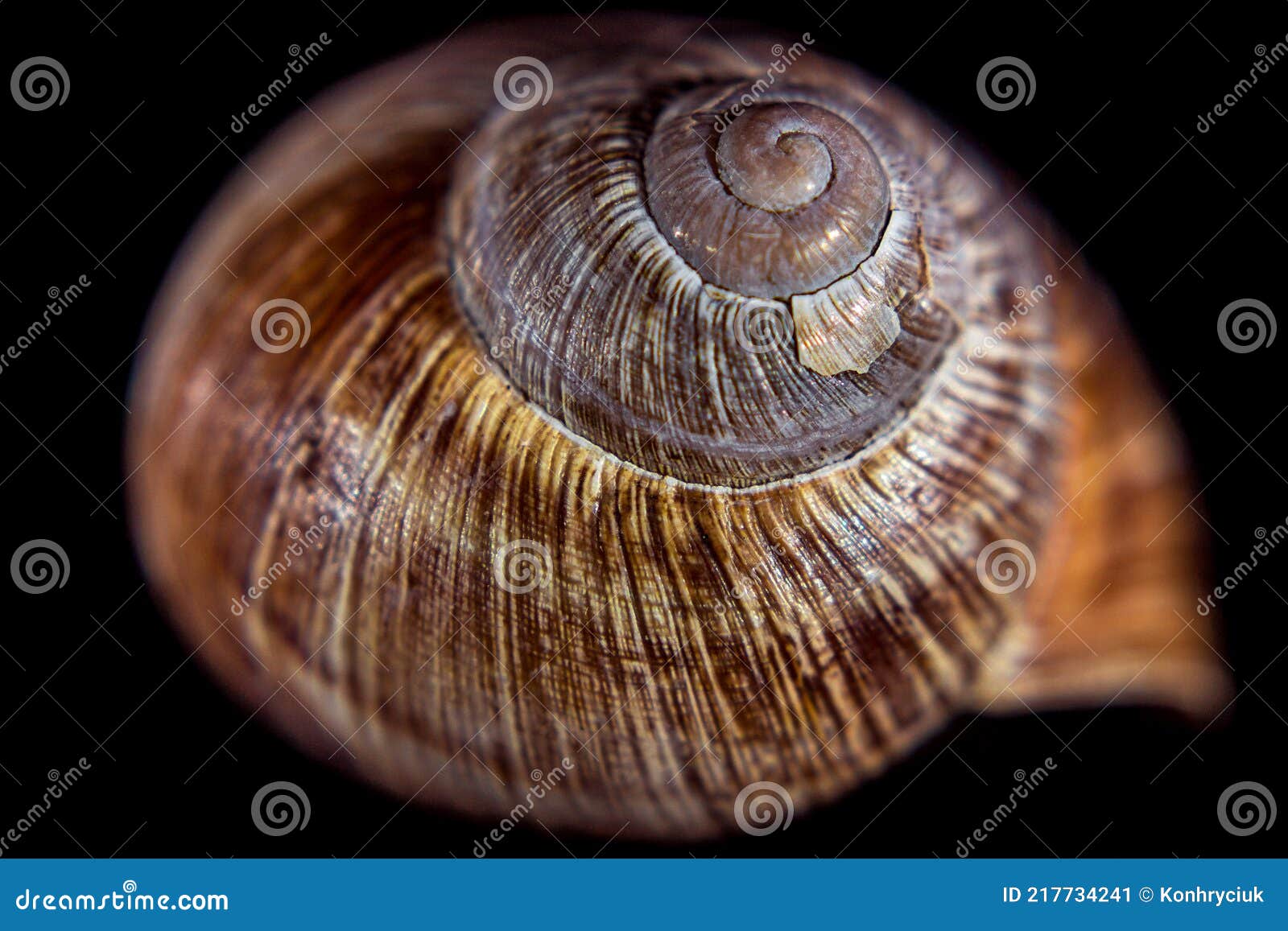 Snail Shell in Close Up. Still Life Photography Stock Image Image of